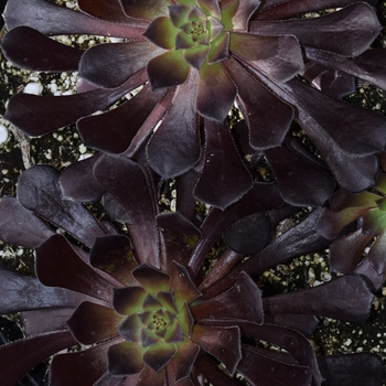 Aeonium arboreum 'Zwartkopf' - Black Rose