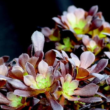 Aeonium arborescens - Aeonium