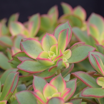 Aeonium haworthii - Aeonium 'Tri Colour'
