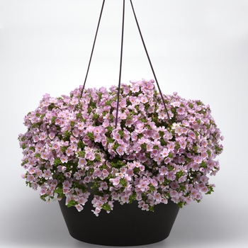 Sutera cordata - Bacopa 'Grape Shake'