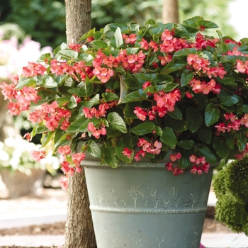 Begonia hybrid - Begonia 'Dragon Wing Pink'