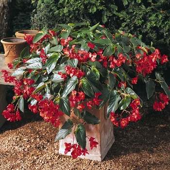 Begonia hybrid 'Dragon Wing' - Dragon Wing Basket