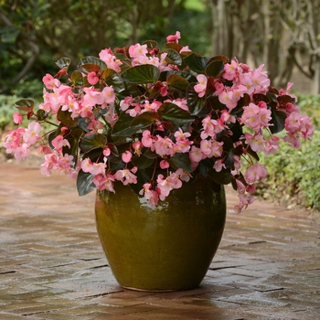 Begonia interspecific - Megawatt™ Begonia