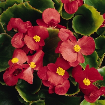 Begonia semperflorens (Wax Begonia) - Begonia 'Prelude Scarlet'