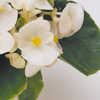 Begonia semperflorens (Wax Begonia) - Begonia 'Prelude White