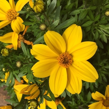 Bidens - Bidens 'Goldilocks'