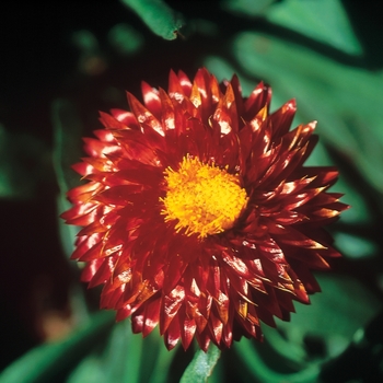 Bracteantha bracteata 'Mohave Dark Red' - Strawflower