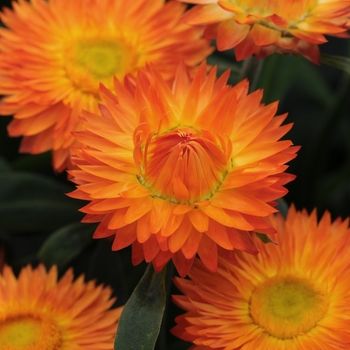 Bracteantha bracteata ''Orange'' (Strawflower) - Mohave™ Orange