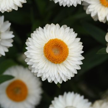 Bracteantha bracteata 'Mohave White' - Strawflower