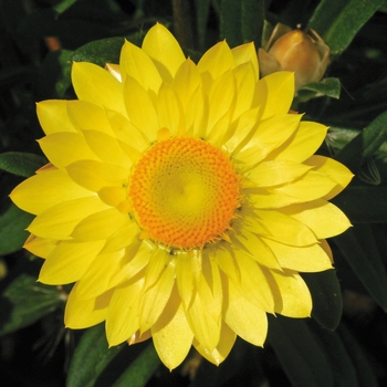 Bracteantha bracteata - Strawflower 'Mohave Yellow'