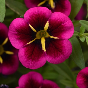 Calibrachoa x hybrid (Million Bells) - Calibrachoa 'Cabaret Good Night Kiss'