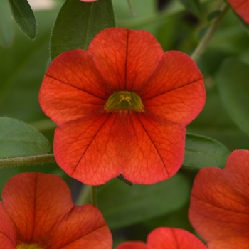 Calibrachoa hybrid (Million Bells) - Calibrachoa 'Sweet Chimes Tangerine'