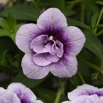 Calibrachoa (Million Bells) - Calibrachoa 'MiniFamous Uno Double Plumtastic'