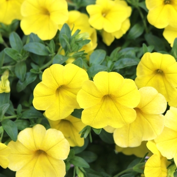 Calibrachoa hybrid (Million Bells) - Calibrachoa 'Sweet Chimes Lemon Zest'