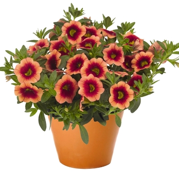 Calibrachoa (Million Bells) - Calibrachoa 'Hula Orange'