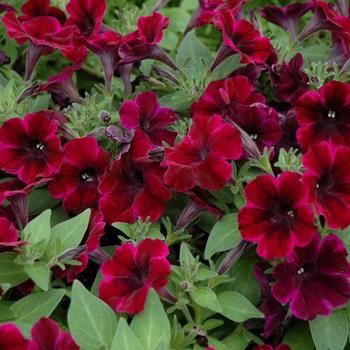 Petunia hybrida - Petunia 'Sweetunia® Johnny Flame'
