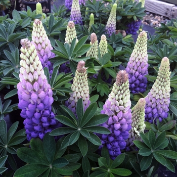 Lupinus polyphyllus - Lupine 'Westcountry Persian Slipper'