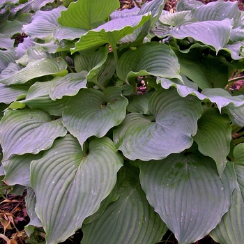 Hosta - Hosta 'Komodo Dragon'