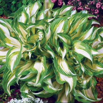 Hosta undulata - Hosta 'Mediovariegata' 