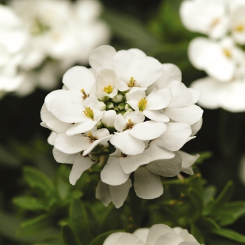 Iberis sempervirens - Candytuft 'Purity' Iberis sempervirens - Candytuft 'Purity'