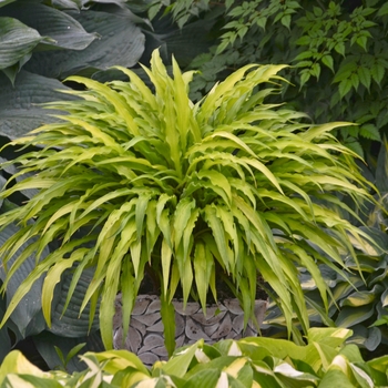 Hosta - Hosta 'Curly Fries' 