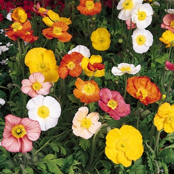 Papaver nudicaule (Iceland poppy) - Poppy 'Champagne Bubbles Mix'