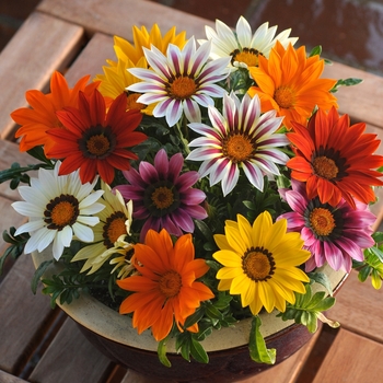 Gazania rigens - Gazania 'New Day Mix'