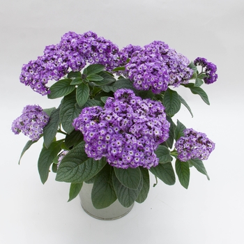 Heliotropium arborescens 'Marino™ Blue' - Heliotrope