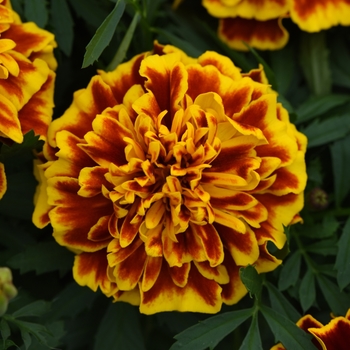 Tagetes patula 'Bonanza Bee' - Dwarf Crested French Marigold