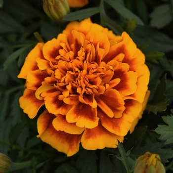 Tagetes patula 'Bonanza Flame' - Dwarf Crested French Marigold