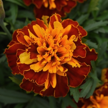 Tagetes patula 'Bonanza Harmony' - Dwarf Crested French Marigold