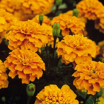 Tagetes patula (French Crested) - Marigold 'Bonanza Orange'