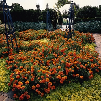 Tagetes patula 'Bonanza Orange' - Dwarf Crested French Marigold