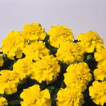 Tagetes patula 'Bonanza Yellow' - Dwarf Crested French Marigold