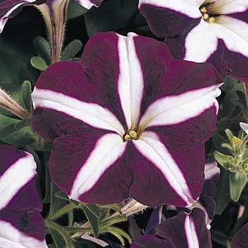 Petunia 'Carpet Blue Star' - Petunia