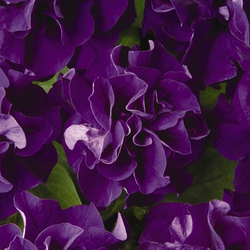 Petunia hybrida - Petunia 'Double Madness Blue'