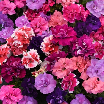 Petunia hybrid - Petunia 'Double Madness Mix'