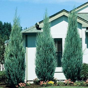 Juniperus scopulorum - Juniper 'Skyrocket'