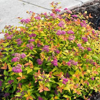 Spirea japonica - Spiraea 'Poprocks™ Rainbow Fizz'