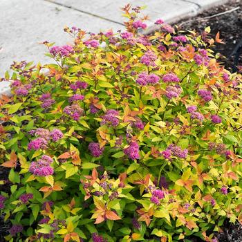 Spirea 'Poprocks™ Rainbow Fizz™' - Poprocks™ Rainbow Fizz™ Spiraea