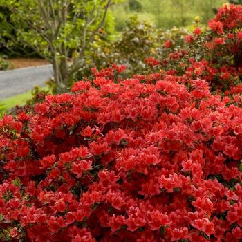 Azalea x 'Girard's Hot Shot' - Azalea 'Girard's Hot Shot'