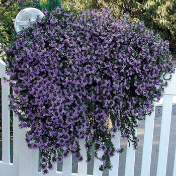 Scaevola (Fan Flower) - Scaevola 'Brilliant' 