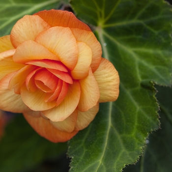 Begonia x tuberhybrida - Begonia 'Illumination® Apricot Shades'