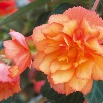 Begonia x tuberhybrida - Begonia 'Illumination® Golden Picotee'