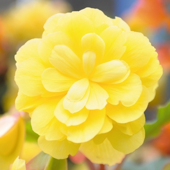 Begonia tuberhybrida - Begonia 'Illumination® Lemon'