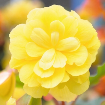 Begonia 'Illumination® Lemon' - Illumination® Begonia