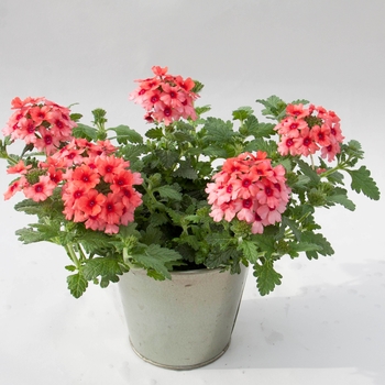 Verbena hybrid - Verbena 'Lascar Mango Orange'