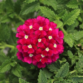 Verbena peruviana - Verbena 'Firehouse Burgundy Improved'