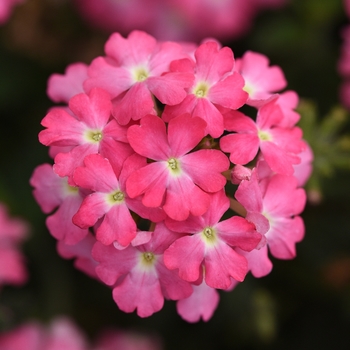 Verbena peruviana - Verbena 'Firehouse Pink Improved'