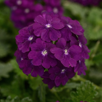 Verbena peruviana - Verbena 'Firehouse Purple'